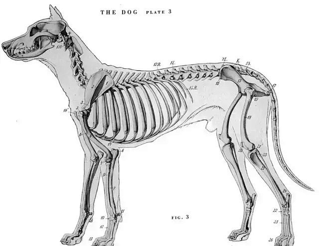 动物结构解剖学 ​​​​