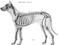 动物结构解剖学 ​​​​