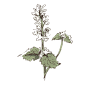 猫薄荷彩色_PNG线稿素描手绘植物花水仙菊化妆品包装海报平面AI矢量设计素材