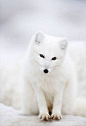 北极狐，笑眼生媚，萌到雪都融化