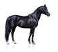 black_horse (5)