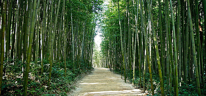 道路,竹海,小清新,摄影,海报banne...