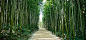 道路,竹海,小清新,摄影,海报banner,风景图库,png图片,网,图片素材,背景素材,103186@北坤人素材