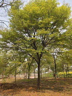 天白雁字青采集到景观植物