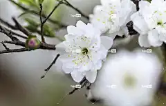 杏花 花朵 枝杈 梅花 白色的花 美丽的花朵 花壁纸 春天的花朵