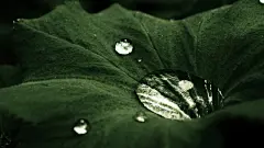 好看的鲜花主题壁纸桌面下载 小清新 1080p桌面壁纸1