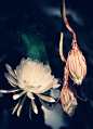 ————昙花 -- 月下美人 ， 昙花一现，只为韦驮
昙花又叫韦驮花。
韦驮花很特别，总是选在黎明时分朝露初凝的那一刻才绽放。
传说昙花是一个花神，她每天都开花，四季都很灿烂，她爱上了一个每天为她锄草的小伙子，后来玉帝知道了这件事情，就大发雷霆，要拆散鸳鸯。
玉帝把花神贬为一生只能开一瞬间的花，不让她再和情郎相见，还把那个小伙子送去灵柩山出家，赐名韦驮，让他忘记前尘，忘记花神。
可是花神却忘不了那个年轻的小伙子，她知道每年暮春时分，韦驼尊者都会上山采春露，为佛祖煎茶，就选在那个时候开花！