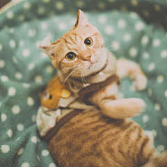 会游泳的杏子采集到猫星人