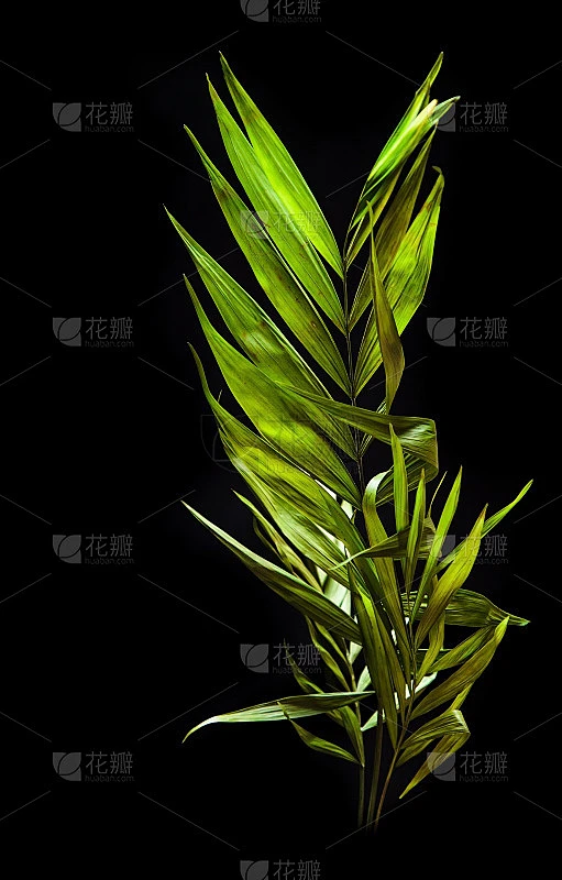 棕枝一种棕树枝，在黑色背景上孤立地长有绿叶素材-花瓣网