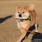 日本柴犬MARU在在instagram上有80万粉~那魅力十足的幸福笑容，大家快来感受下！