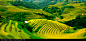 Rice fields of terraces in Vietnam. - stock photo