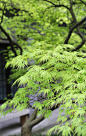 红枫又名红叶羽毛枫，拉丁学名为：Acer palmatum Thunb f. ，为槭树科鸡爪槭的变型，是落叶小乔木，树高2—4米，枝条多细长光滑，偏紫红色。叶掌状，5-7深裂纹，直径5—10CM，裂片卵状披针形，先端尾状尖，缘有重锯齿。花顶生伞房花序，紫色。翅果，翅长2-3CM，两翅间成钝角。 红枫性喜阳光，适合温暖湿润气候，怕烈日曝晒，较耐寒，稍耐旱，不耐涝，适生于肥沃疏松排水良好的土壤。早春发芽时，嫩叶艳红，密生白色软毛，叶片舒展后渐脱落，叶色亦由艳丽转淡紫色甚至泛暗绿色。红枫为名贵的观叶树木，故常作