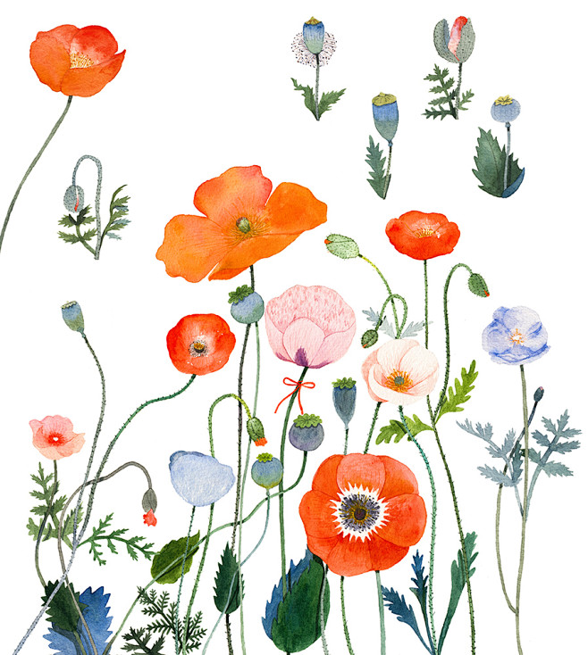 Flower : Illustratio...