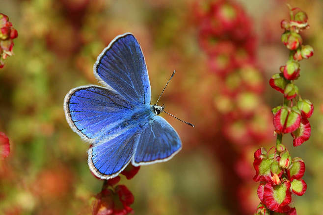 Satyrium ilicis : Ha...