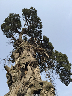 安_橙采集到场景参考-植被