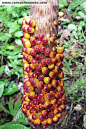 Amorphophallus lambii 密集不密集！密集不密集啊！！