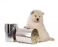 可爱的松狮犬桌面高清壁纸桌面壁纸2