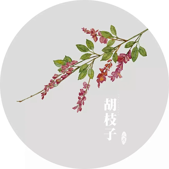 胡枝子-花瓣网