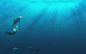 dolphins underwater wallpaper (#756992) / Wallbase.cc