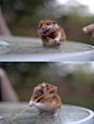 Laughing out Loud! / Hamster Face - Omg, the last one!!