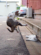 推上那位拍摄跃动的猫咪的摄影师sakata_77又有新作品了！吃我一击喵喵拳٩(๑•ㅂ•)۶

