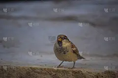 麻雀亚洲鸟树户外街道雀野生动物壁纸照片