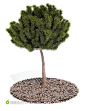 树木模型树林灌木植物3D模型