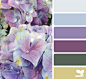 hydrangea palette