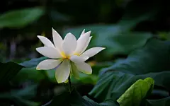 荷花图片桌面壁纸大全