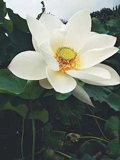 荷花小清新淡雅风景壁纸素材