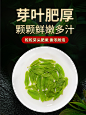 正宗高山云雾绿茶2021新茶叶浓香型春茶日照充足毛尖炒青散装礼盒-tmall.com天猫