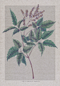 牡荆-鲁奇舫_插画,植物,牡荆,艺术_涂鸦王国插画