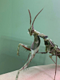 Idolomantis diabolica, Devil’s Flower Mantids ​​​​