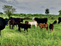 Landgraf Ranch Texas - LRX_Wagyu_Easter_Eggs.jpg