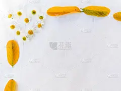 雏菊,边框,叶子,贺卡,壁纸样本,情人节,夏天,生日,书页,明亮