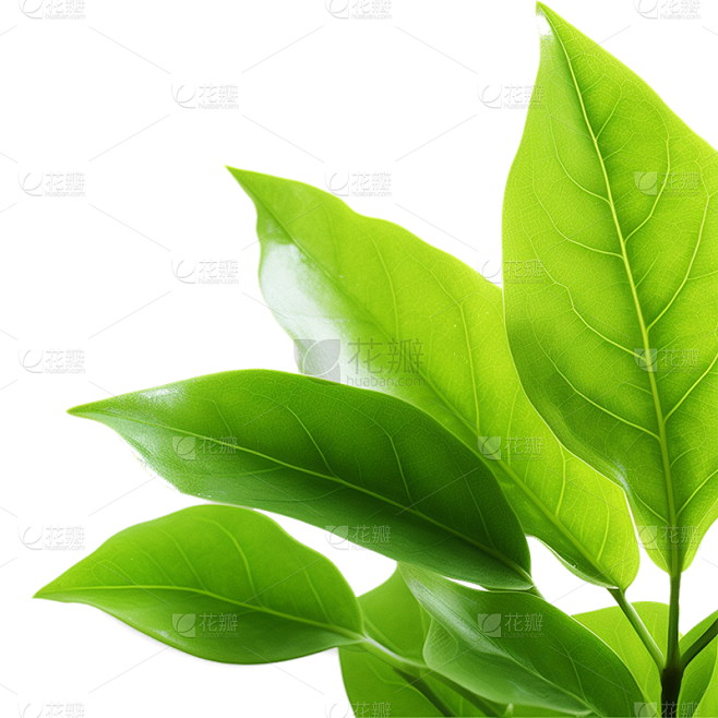 通用绿色植物叶子元素贴纸