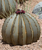 Golden Barrel Cactus Torch: 