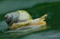 Forest snail by melvynyeo on deviantART