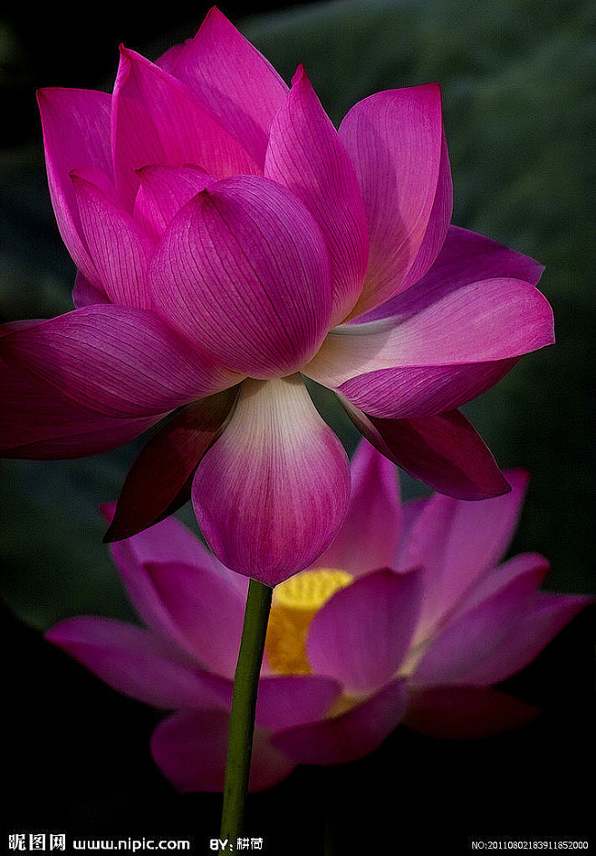 我愿心甘情愿为一朵芬芳整冠的花朵，守着至...