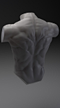 Torso Anatomy practice