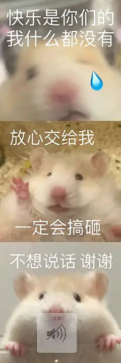 鼠鼠表情包