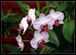 Photograph Orchid by Ирина Ганичева on 500px