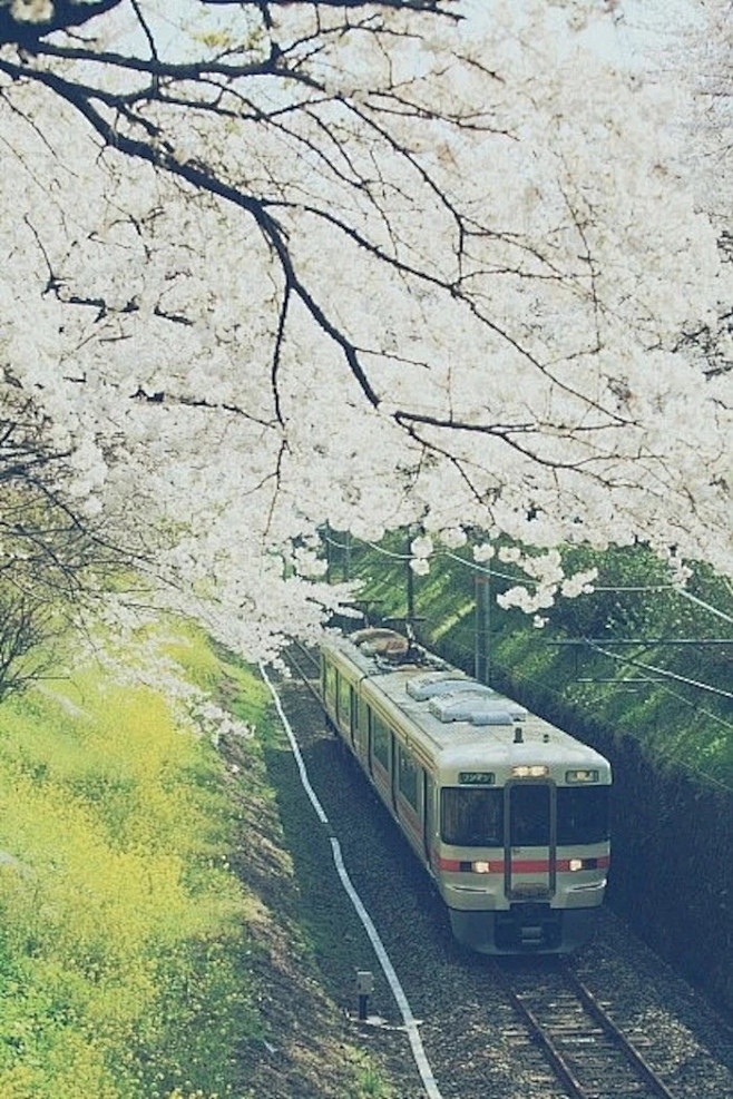 樱花季，樱花祭