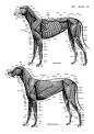 动物解剖+英文0146