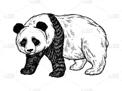 熊猫,雕刻图像,白色,白色背景,黑色,手艺,图像,矢量,绘制,复古
