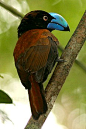 The Helmet Vanga (Euryceros prevostii) is a distinctive-looking bird of the vanga family, Vangidae, and is classified in its own genus, Euryceros.