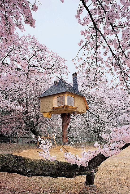 8.日本的树屋，门前就是烂漫樱花