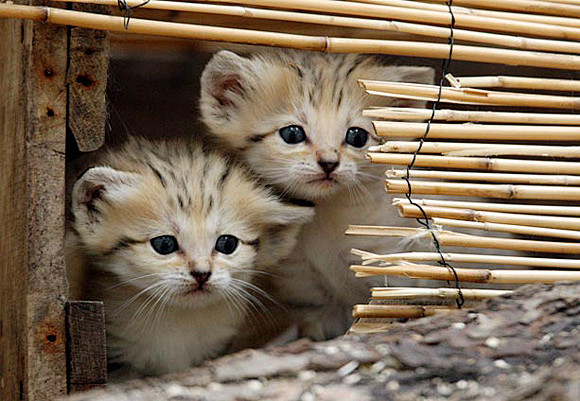 Two Baby Sand Cats