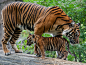 Big cats Tigers Cubs Animals wallpaper | 2560x1920 | 171895 | WallpaperUP