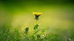 绿叶植物花草图片高清电脑桌面壁纸